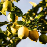Limoni Primofiore IGP dell'Etna BIO 10Kg