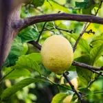 Limone Bianchetto IGP dell'Etna 10Kg